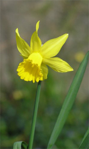 Daffodil